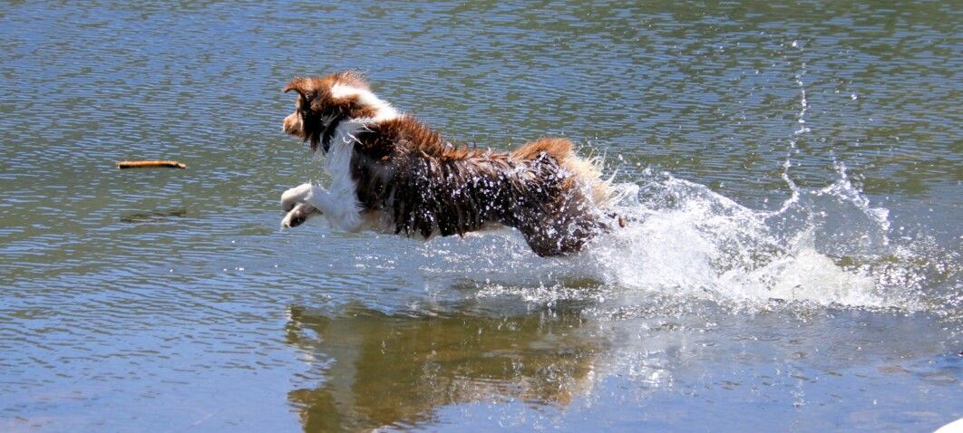 Hund im Teich