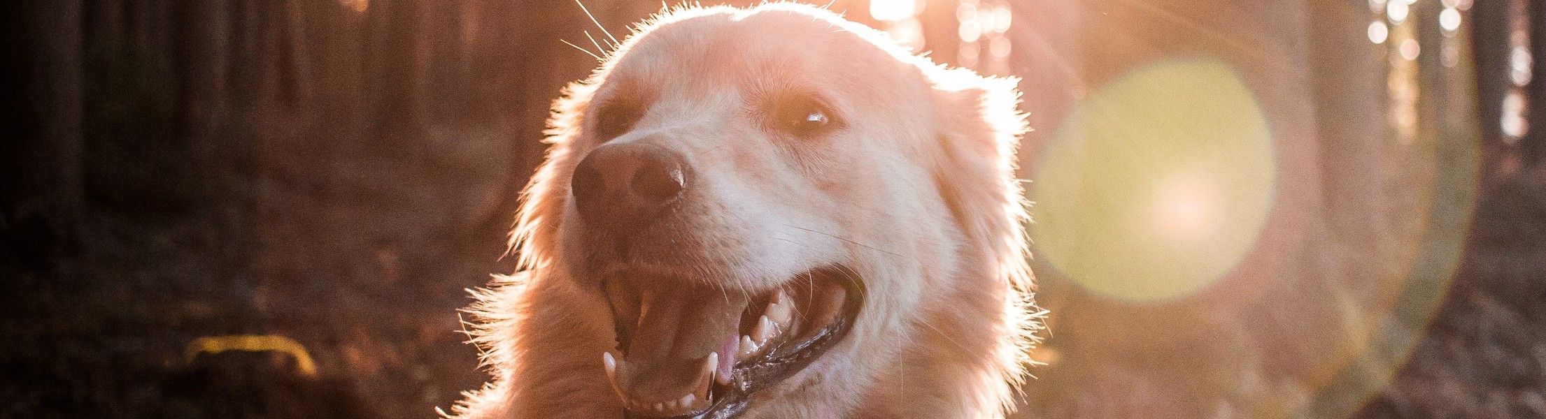 Hund im Wald mit Sonne