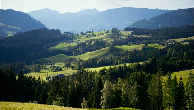 Kuh auf Wiese im Lammertal