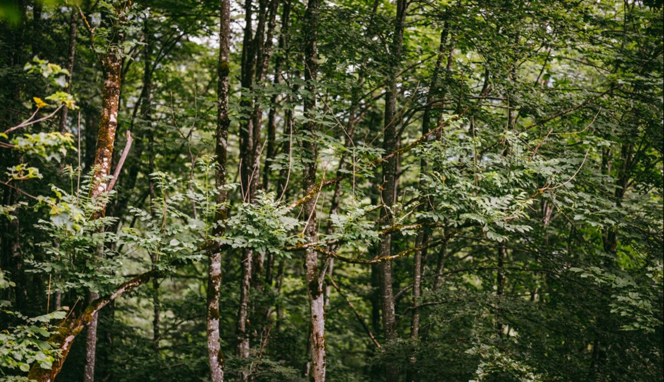 Jause beim Wandern im Lammertal bei Wasserrad