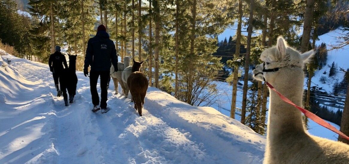 Winter Alpakawanderung im Lammertal