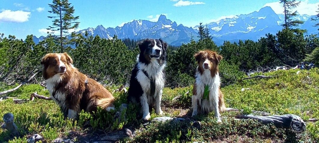 Wandern mit Hund