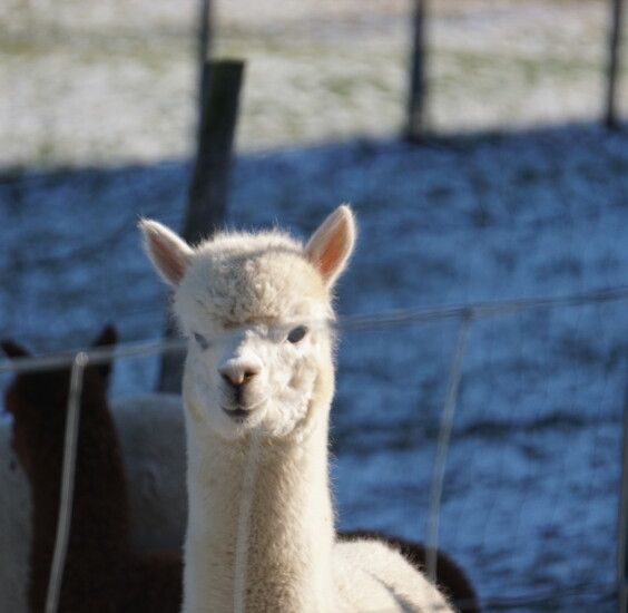 Alpakas im Lammertal im Winter
